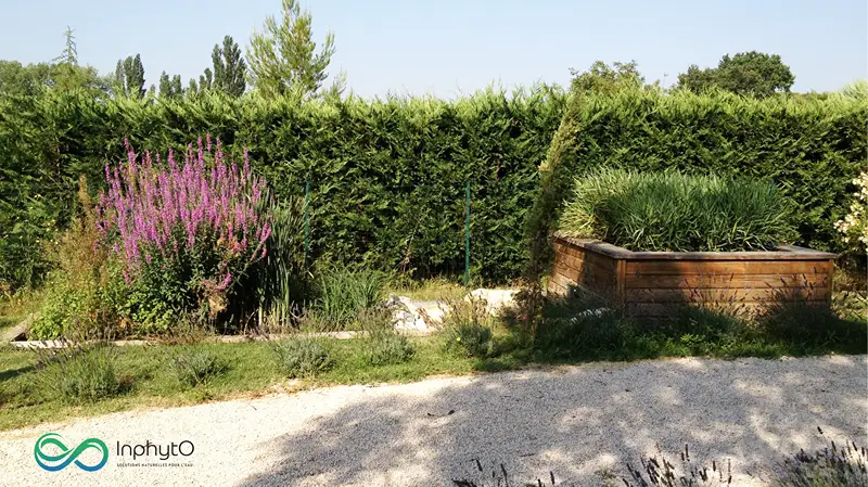 exemple de Phytostation InphytO pour phytoépuration